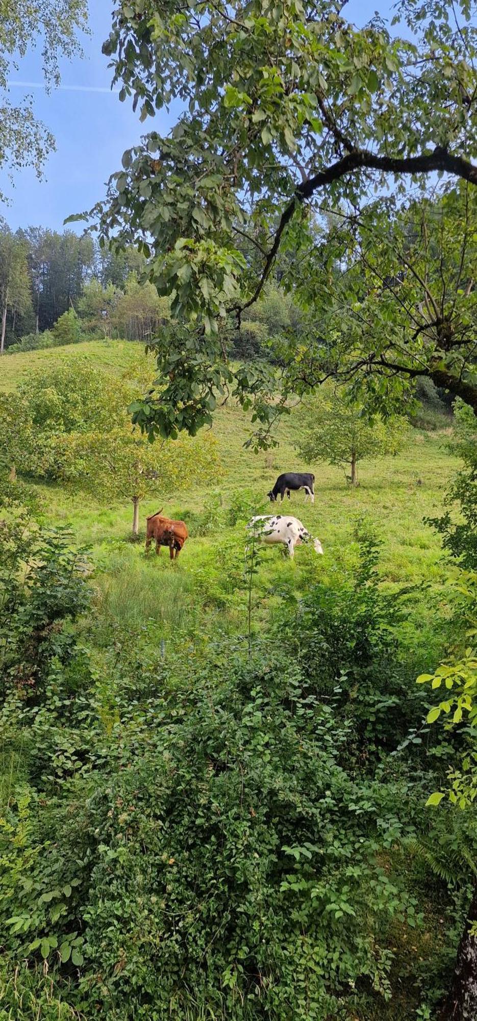 Ferienwohnung Im Gruenen Altstätten Zewnętrze zdjęcie